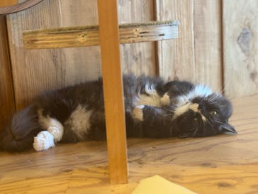 猫カフェモカ　秋葉原店に投稿された画像（2025/10/8）