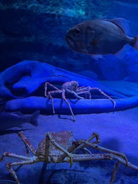 竹島水族館に投稿された画像（2025/10/8）