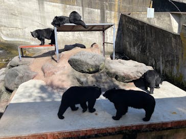 奥飛騨クマ牧場に投稿された画像（2025/10/8）