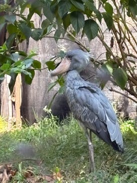 恩賜上野動物園に投稿された画像（2025/10/8）