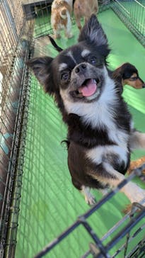 つくばわんわんランドに投稿された画像（2025/10/8）