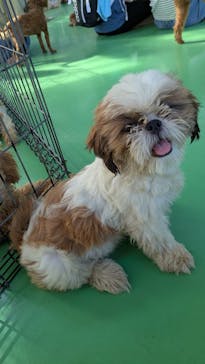 つくばわんわんランドに投稿された画像（2025/10/8）