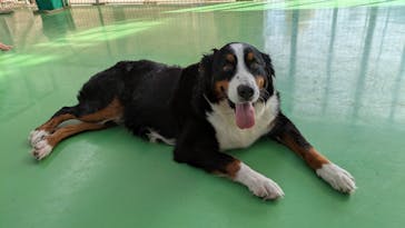 つくばわんわんランドに投稿された画像（2025/10/8）