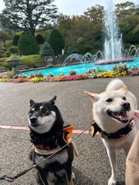 箱根強羅公園に投稿された画像（2025/10/8）