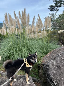 箱根強羅公園に投稿された画像（2025/10/8）