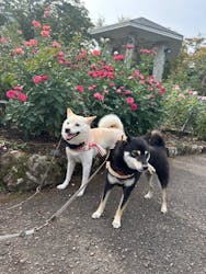 箱根強羅公園に投稿された画像（2025/10/8）