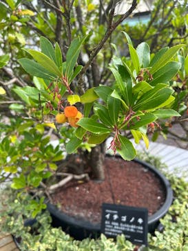 箱根強羅公園に投稿された画像（2025/10/8）