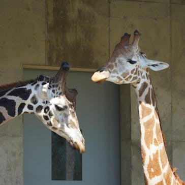 霞ケ浦 どうぶつとみんなのいえに投稿された画像（2025/10/8）