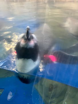 新江ノ島水族館に投稿された画像（2025/10/9）