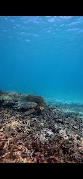 宮古島 ADVENTURE PiPi（ミヤコジマ アドベンチャー ピピ）に投稿された画像（2025/10/9）