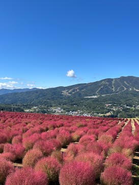 ひるがのピクニックガーデンに投稿された画像（2025/10/9）