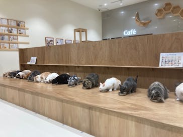 Cat Café MOFF コクーンシティさいたま新都心店に投稿された画像（2025/10/9）