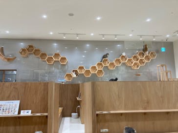 Cat Café MOFF コクーンシティさいたま新都心店に投稿された画像（2025/10/9）