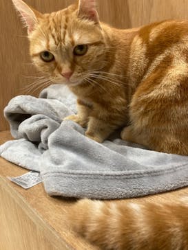 Cat Café MOFF コクーンシティさいたま新都心店に投稿された画像（2025/10/9）