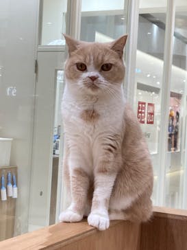 Cat Café MOFF コクーンシティさいたま新都心店に投稿された画像（2025/10/9）