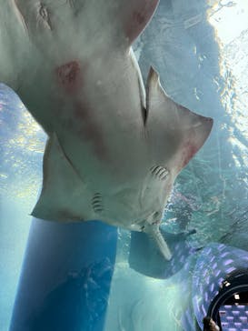 マクセル アクアパーク品川に投稿された画像（2025/10/9）