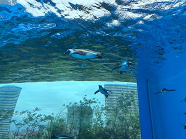サンシャイン水族館に投稿された画像（2025/10/9）
