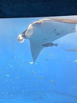 沖縄美ら海水族館に投稿された画像（2025/10/9）