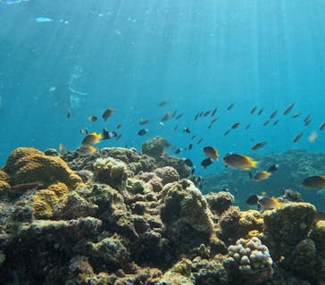 石垣島 ADVENTURE PiPi（イシガキジマアドベンチャーピピ）に投稿された画像（2025/10/9）