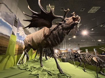 特別展「氷河期展 〜人類が見た4万年前の世界〜」（国立科学博物館）に投稿された画像（2025/10/9）
