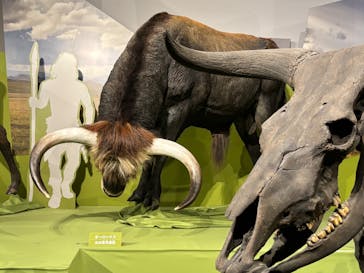 特別展「氷河期展 〜人類が見た4万年前の世界〜」（国立科学博物館）に投稿された画像（2025/10/9）