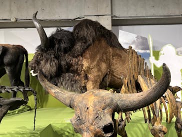 特別展「氷河期展 〜人類が見た4万年前の世界〜」（国立科学博物館）に投稿された画像（2025/10/9）