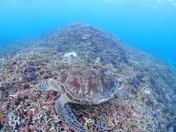 CHAMP TOUR　宮古島に投稿された画像（2025/10/9）