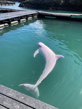 太地町立くじらの博物館に投稿された画像（2025/10/9）