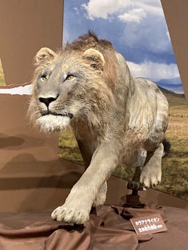 特別展「氷河期展 〜人類が見た4万年前の世界〜」（国立科学博物館）に投稿された画像（2025/10/10）