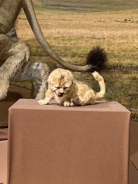 特別展「氷河期展 〜人類が見た4万年前の世界〜」（国立科学博物館）に投稿された画像（2025/10/10）