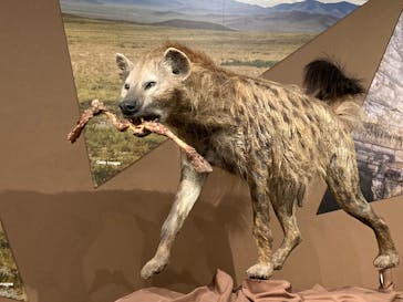 特別展「氷河期展 〜人類が見た4万年前の世界〜」（国立科学博物館）に投稿された画像（2025/10/10）