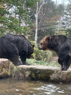 サホロリゾート　ベア･マウンテンに投稿された画像（2025/10/10）