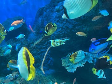 しながわ水族館に投稿された画像（2025/10/10）