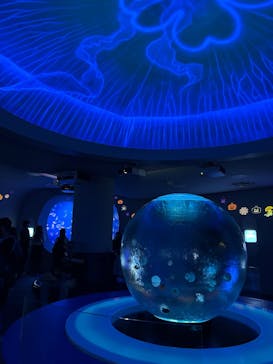 新江ノ島水族館に投稿された画像（2025/10/10）