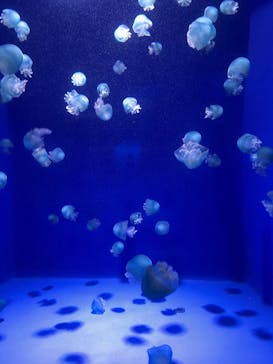 新江ノ島水族館に投稿された画像（2025/10/10）