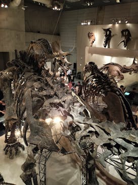 国立科学博物館に投稿された画像（2025/10/10）