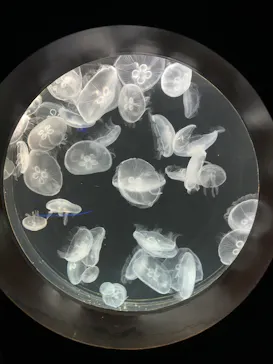仙台うみの杜水族館に投稿された画像（2025/10/10）