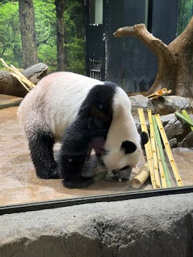 恩賜上野動物園に投稿された画像（2025/10/10）