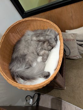 猫カフェモカ　池袋東口店に投稿された画像（2025/10/10）