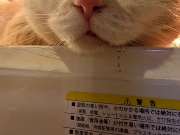 猫カフェモカ　池袋東口店に投稿された画像（2025/10/10）