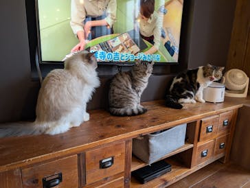 猫カフェモカ　池袋東口店に投稿された画像（2025/10/10）