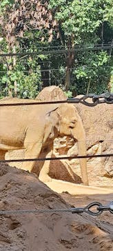 恩賜上野動物園に投稿された画像（2025/10/10）