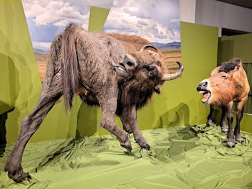 特別展「氷河期展 〜人類が見た4万年前の世界〜」（国立科学博物館）に投稿された画像（2025/10/10）