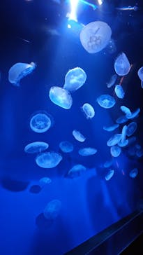 サンシャイン水族館に投稿された画像（2025/10/10）