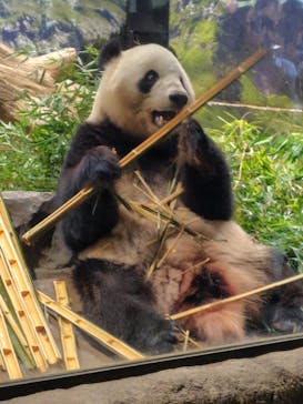 恩賜上野動物園に投稿された画像（2025/10/10）