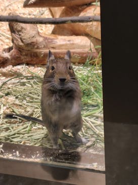 恩賜上野動物園に投稿された画像（2025/10/10）