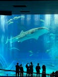 沖縄美ら海水族館に投稿された画像（2025/10/11）