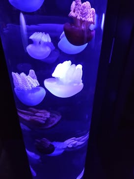 サンシャイン水族館に投稿された画像（2025/10/10）