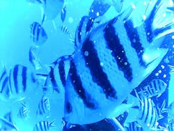 M.a.r.i.n.e Factoryに投稿された画像（2025/10/10）