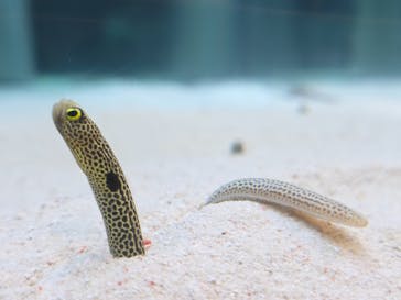 すみだ水族館に投稿された画像（2025/10/10）